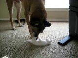 Un ancien chien militaire découvre les chatons!! Trop mignon!