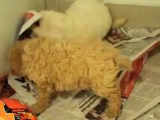caniche toy apricot y bichon frise