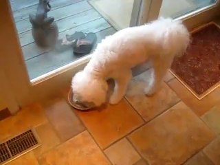 Chester the Bichon Frise loves Aunt Jeni&#39;s Dog Food