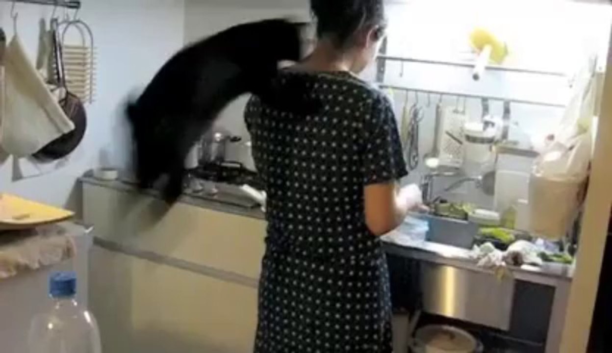 Un chat maladroit qui se vautre en sautant!! Fail en Cuisine!!