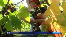 Vendanges en bordelais pour les touristes