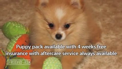 Bichon Frise cross Pomeranian