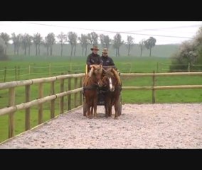 PORTE OUVERTE AU PRES SEC  (chevaux )