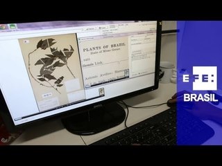 Imenso herbário virtual leva flora brasileira para a internet