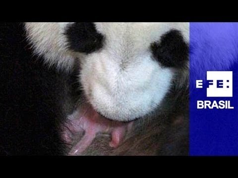 Filhote de urso panda gigante nasce em Madri