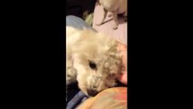 Cory - STAR Animal Rescue adoptable Bichon Frise/Poodle