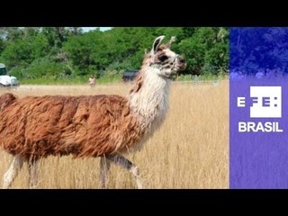 Aeroporto de Chicago usa animais para manter a vegetação controlada