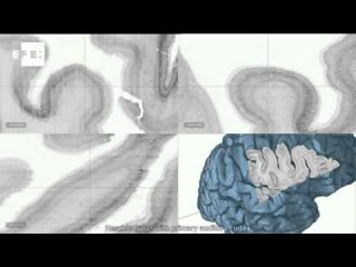 Scientists create the most detailed 3D map of the human brain in history