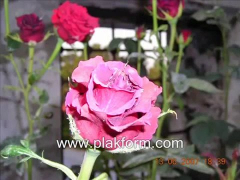 En güzel ilahiler...Güllere Vurgunum - Mehmed Emin Ay ilahisi dinle