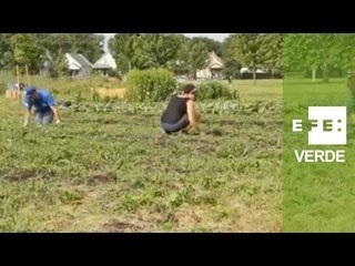 La agricultura urbana, esperanza de recuperación para Detroit