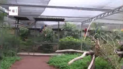 Loro Parque Fundación logra nuevos éxitos en inseminación artificial de loros amenazados