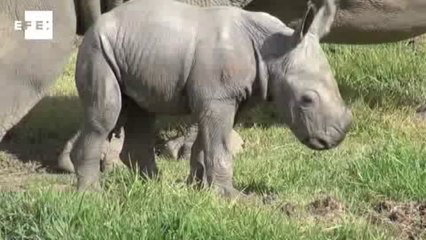 Nace un rinoceronte blanco en Australia