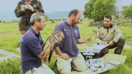 Día migración aves