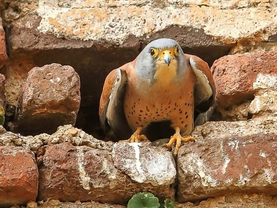 - La primera ZEPA urbana: Almendralejo, Red Natura 2000