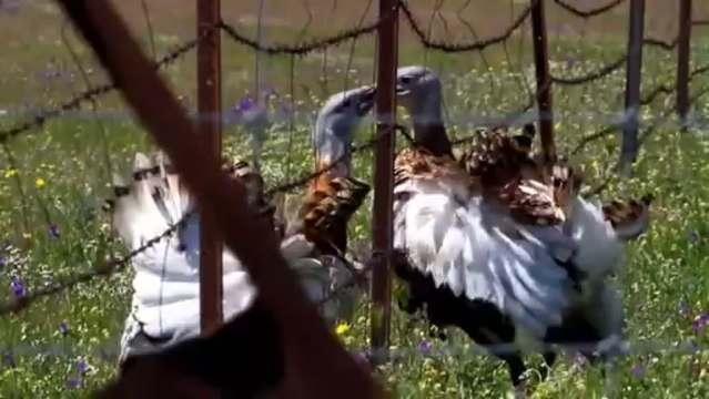 Impresionantes imágenes de dos avutardas luchando