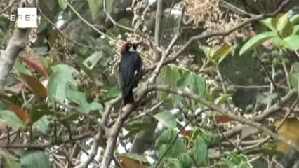 Honduras celebra el Día Mundial de la Tierra entre calor y terremotos
