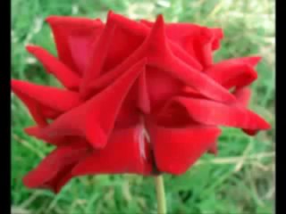 Esat Aydoğan   Gülüm-http___www.ilahidinle.be_category_sedat-ucan-ilahileri_