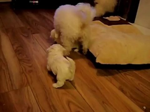 Dora's Bichon Frise Pups 5 weeks old