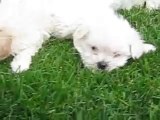 Bichon Frise Puppies for sale in Pennsylvania