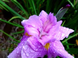 都の雨に　鳥羽一郎