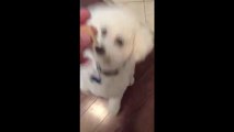 Bichon Frise Puppy Bites my Fingers while getting Liver Snacks, with brother dog
