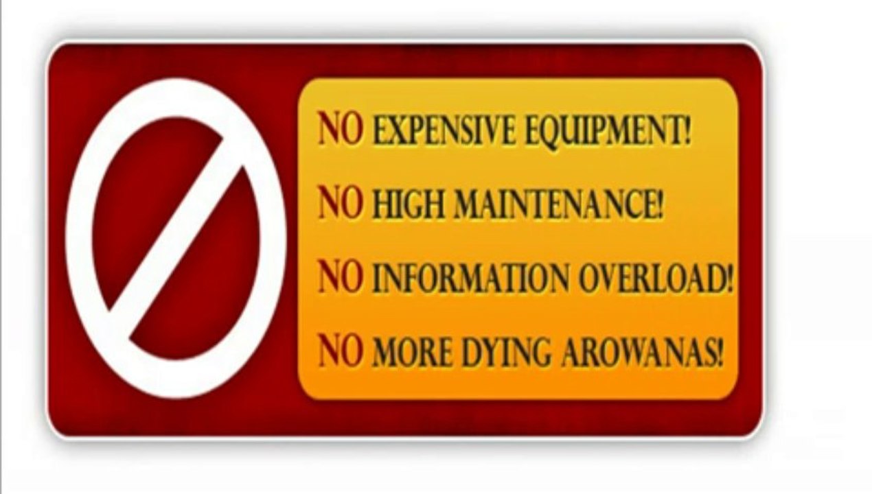 Arowana Banjar Red - Arowana Secrets Revealed