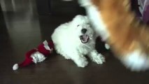 Bichon Frise Puppy 8 Weeks Old Playing with Mr. Fox Toy