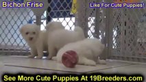 Bichon Frise, Puppies For Sale, In, Columbia, Anderson, South Carolina, SC, Rock Hill, Greer