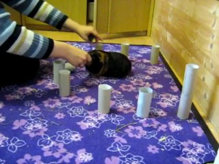 Clickertraining für Meerschweinchen