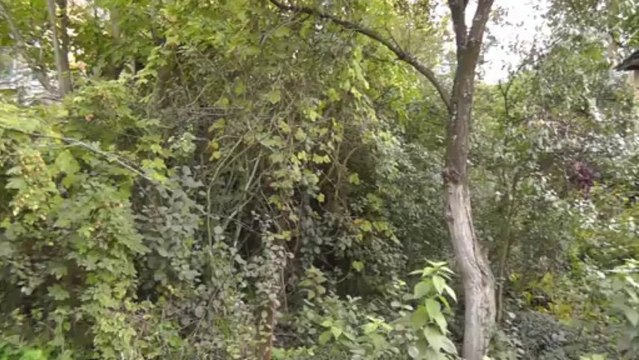 Дача Рогань