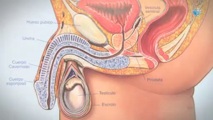 Medicina - México - Doctor Angel Javier Macedo, Urólogo
