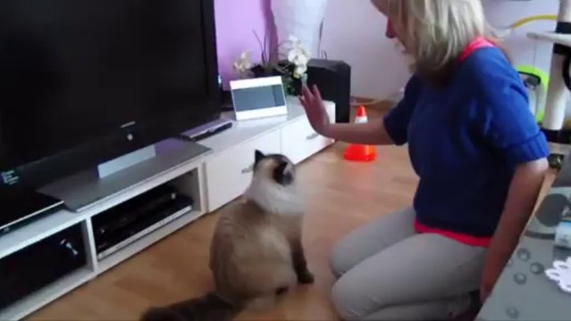Clickertraining für Katzen High Five, Springen und andere coole Tricks