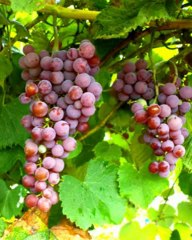 The Complete Grape Growing System.avi