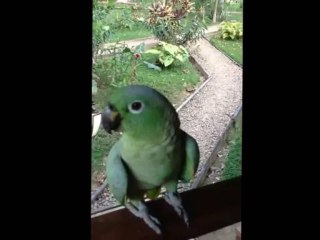 Laughing Parrot