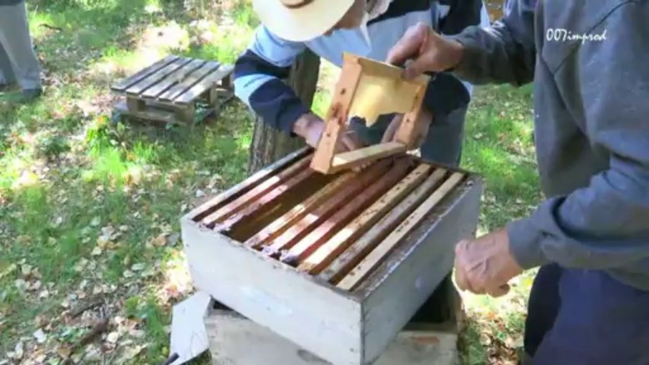 20130921 abeilles jardin pouzarenque anduze