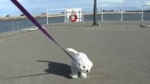 Puppy Bichon Frise hates his Leash and Refuses to Walk, 8 Weeks Old