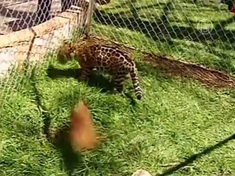 Львята и ягуарята родились в зоопарке Мексики