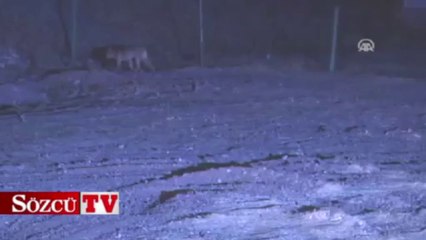 Yabani kurt büyük panik yaşattı