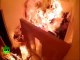 Torch-job video TV station set on fire in Maldives!!