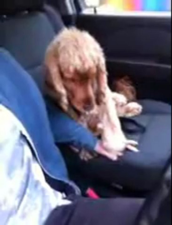 Un cocker tient la main de son maître en voiture...!!