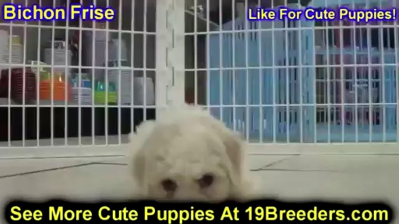 Bichon Frise,Puppies, For, Sale, In, San Diego, California, CA, Escondido, Hayward