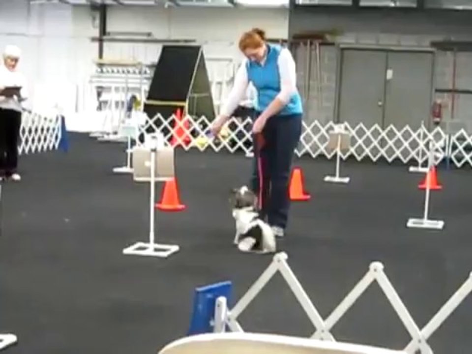 Rally Obedience Novice A Show and Go