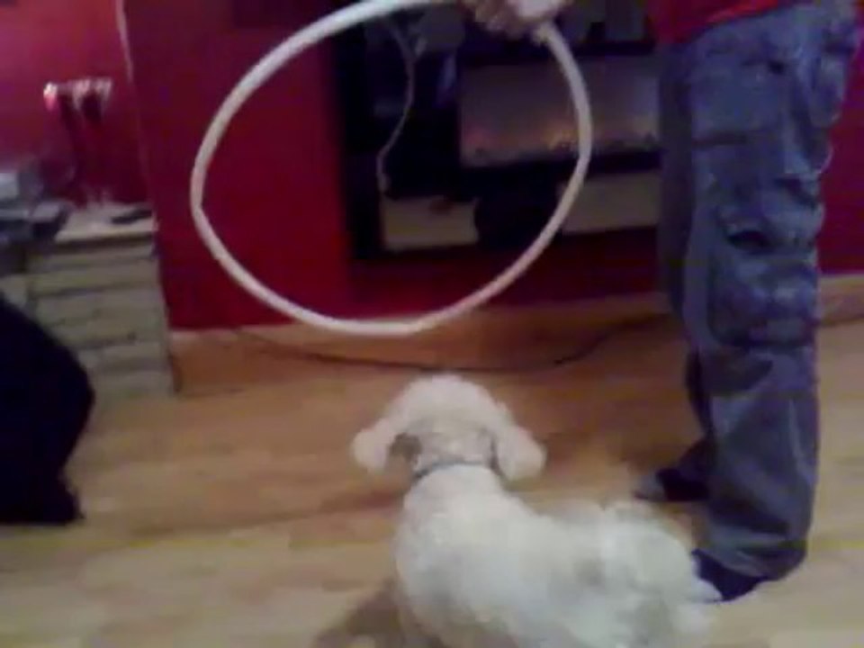 bichon frise,snowies tricks