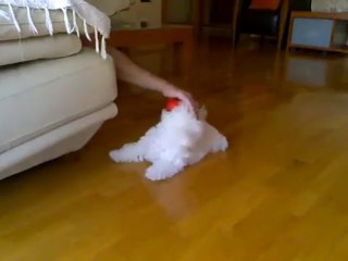 My bichon frise puppy - Popcorn