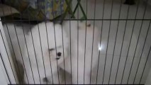 Dogs - Bichon Frise Barking at Angry Birds