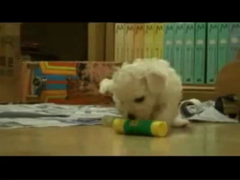 Bichon Frise Puppies 5 weeks old