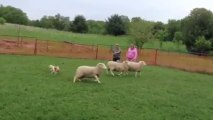 Sunday the bichon frise / toy poodle mix and his first attempt at sheep herding