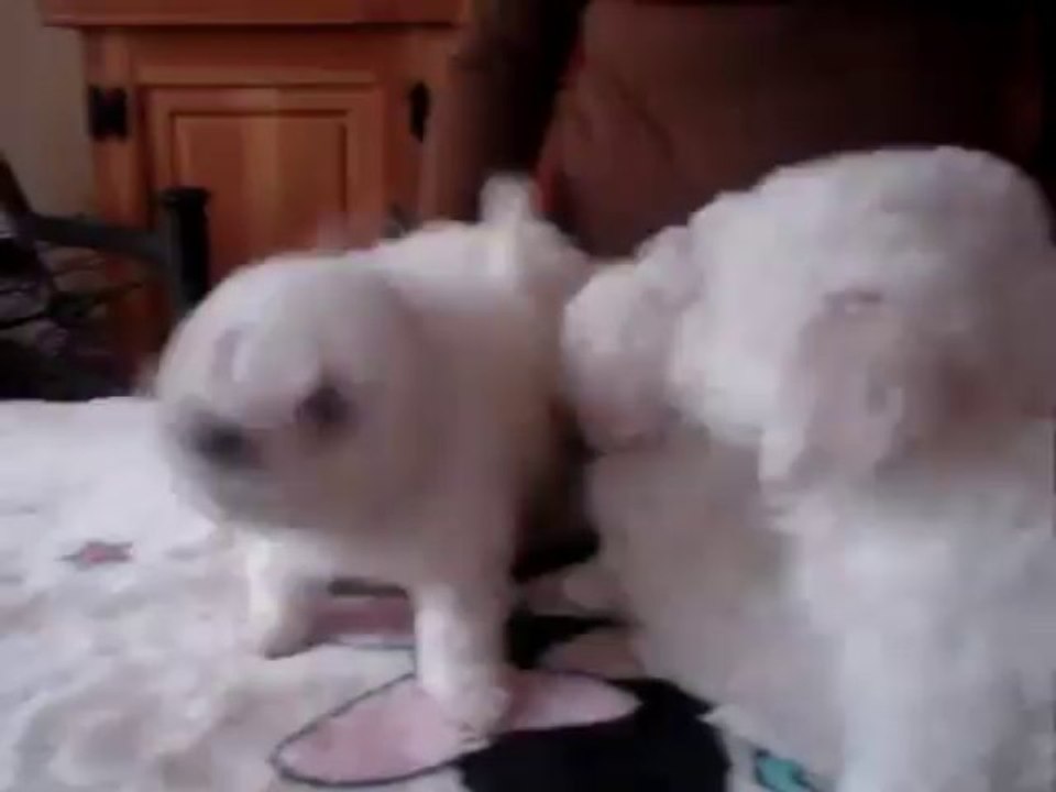 Venta de Hermosos Cachorros Bichon Frise Inscritos KCC