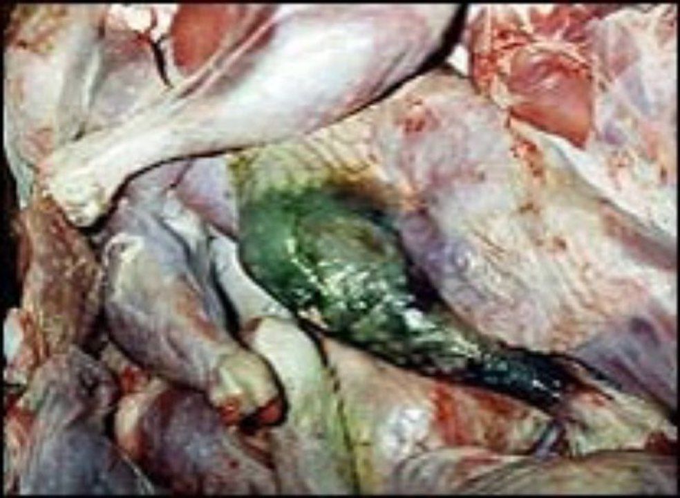 Petsumer Report Pet Food Ratings And Reviews Review + Bonus