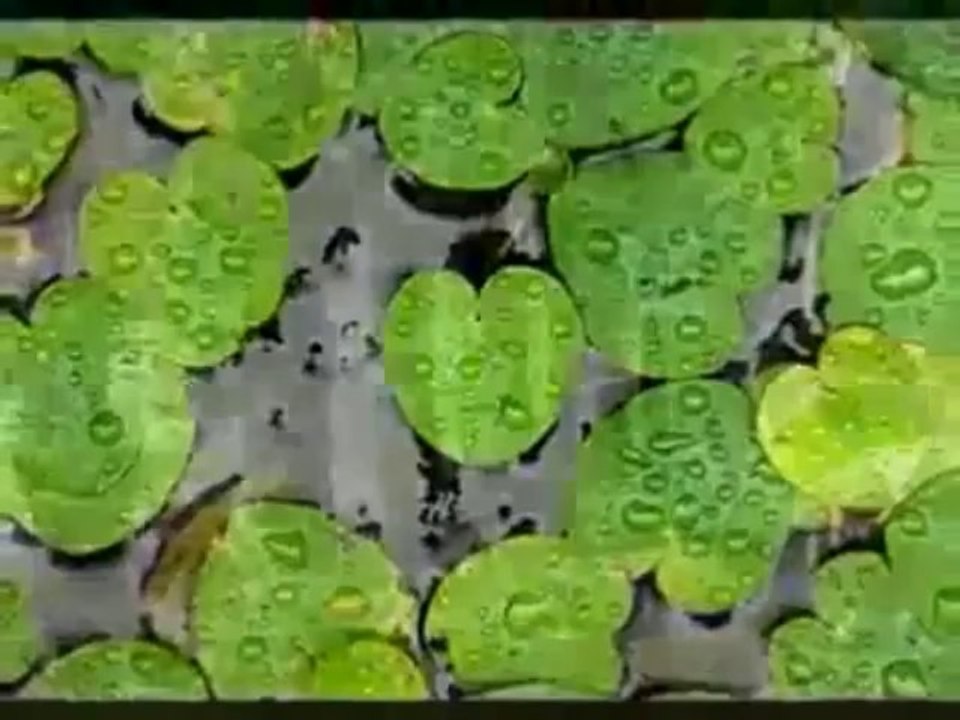 Ho-oponopono ~ Ho-o-pono-pono ~ Hooponopono ~ Ho'oponopono ~ ɔʔɔpɔno'pɔːno WWW.GOODNEWS.WS